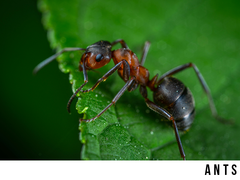 ants