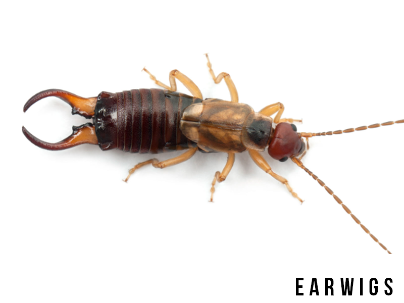 earwigs