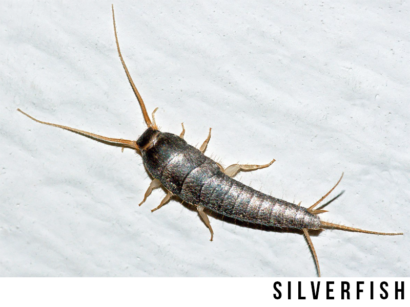 silverfish